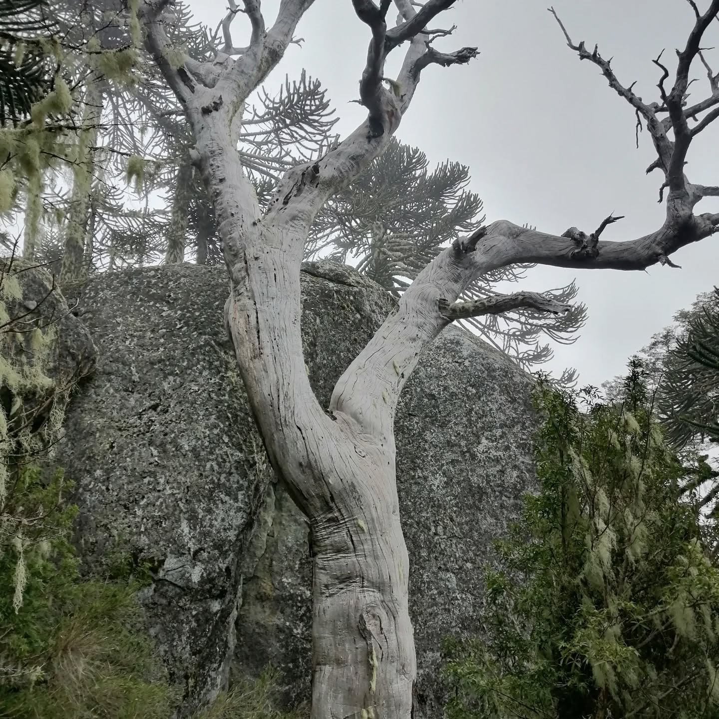 Árbol seco y roca de granito entre araucarias con barba de viejo colgando