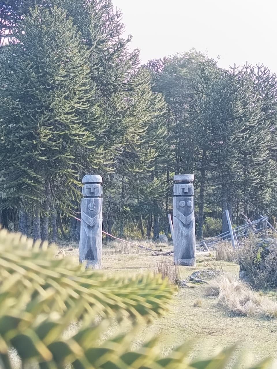 Chemamüll mapuche tallado en madera frente a un bosque de araucarias