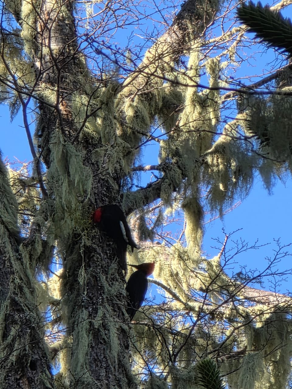 Laguna Cochor